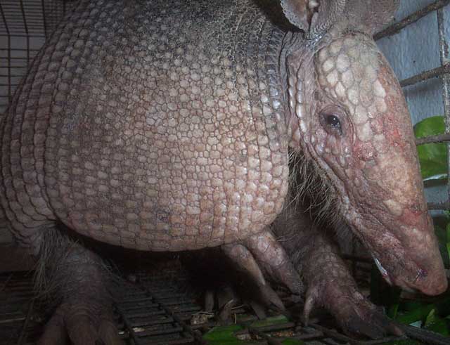 http://www.aaanimalcontrol.com/images/armadillocontrol.jpg