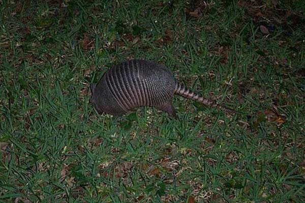 Armadillos Dig Your Lawn and Damage Your Yard