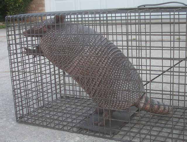 armadillo traps