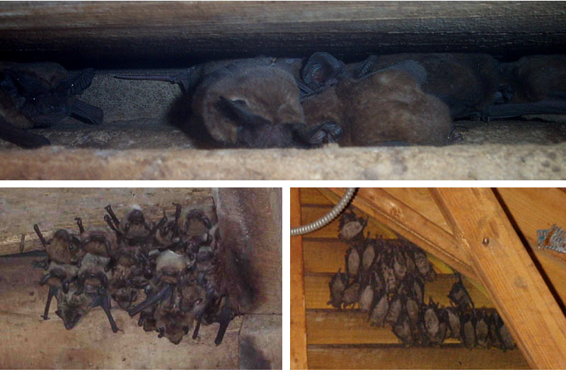 Bats In The Chimney How To Get Rid Of Remove