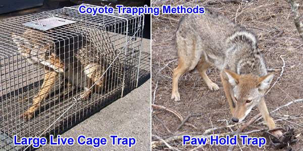 http://www.aaanimalcontrol.com/images/coyote-trapping.jpg
