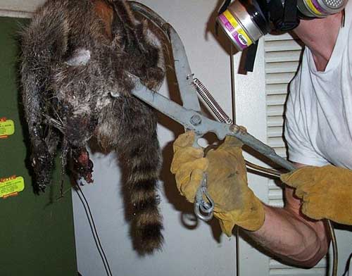 http://www.aaanimalcontrol.com/images/deadcoon.jpg