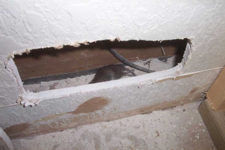 A Dead Rat Or Mouse In The Wall Or Ceiling
