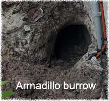 Armadillo Removal Control & Trapping