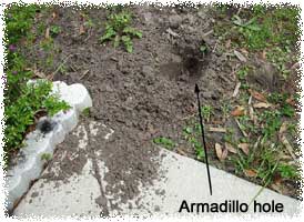 Armadillo Removal Control & Trapping
