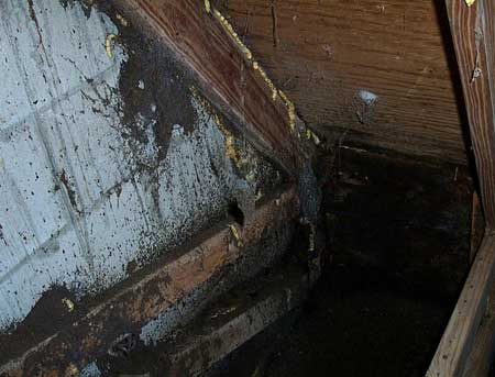 attic bat bats ceiling rid droppings florida guano inches six odor contaminated deep much through
