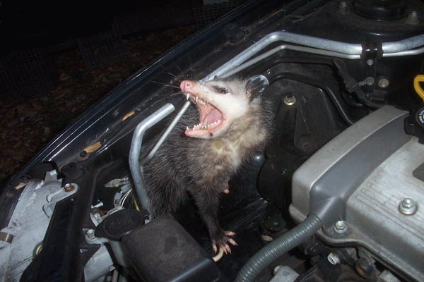 opossumcar01.jpg