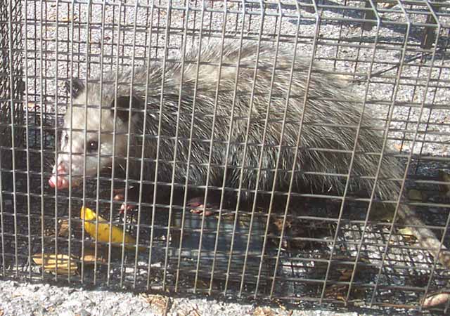 possum in trap