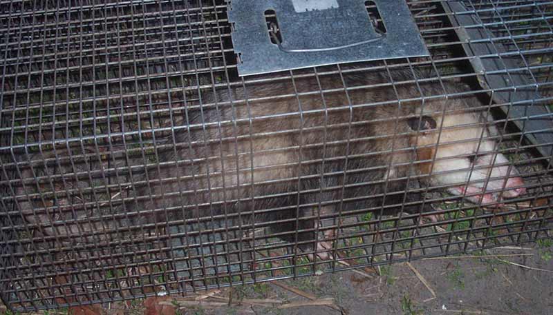 Opossum Trapping - Squirrel Traps, Rat Trap, Skunk Traps, Opossum
