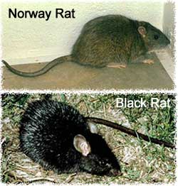How do you get rid of roof rats?