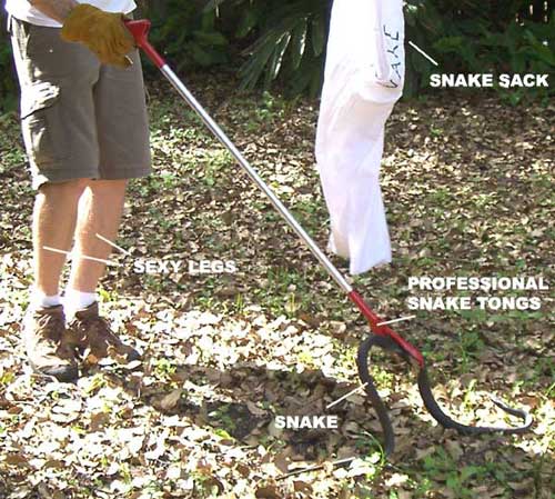 Black Snakes In Florida Keys