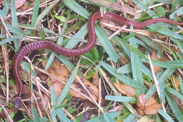 Florida Snake Photo Picture Gallery
