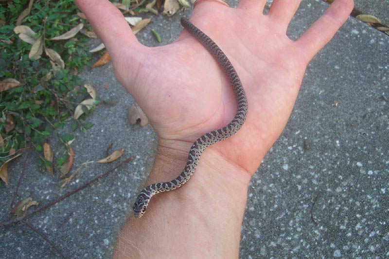 Baby Copperhead Snake