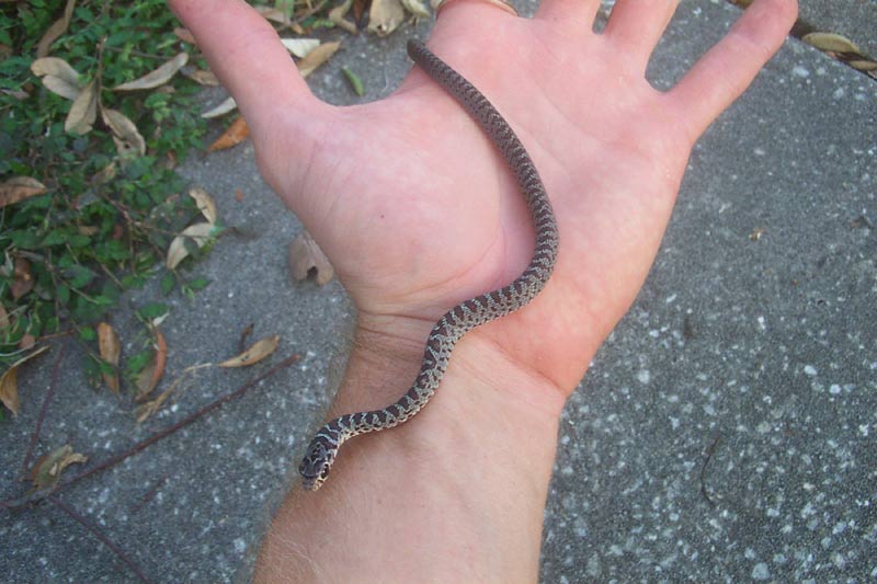 baby black snake pictures