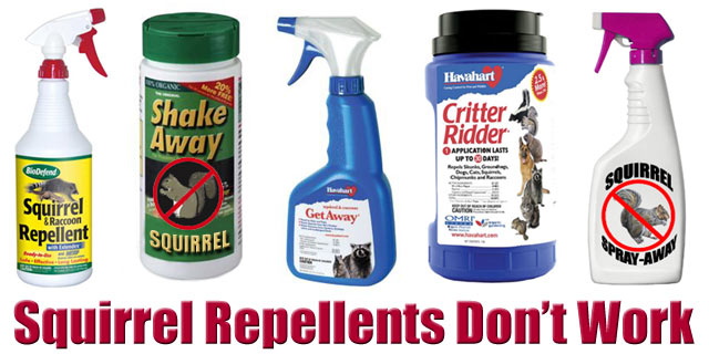 Squirrel Repellent - Does it Work?