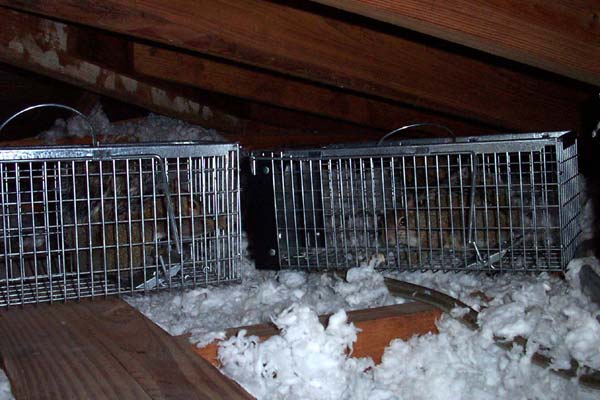 Get Rid of Squirrels in the Attic - How do you get squirrels out of your  attic?