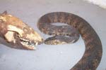 florida snake photo picture gallery