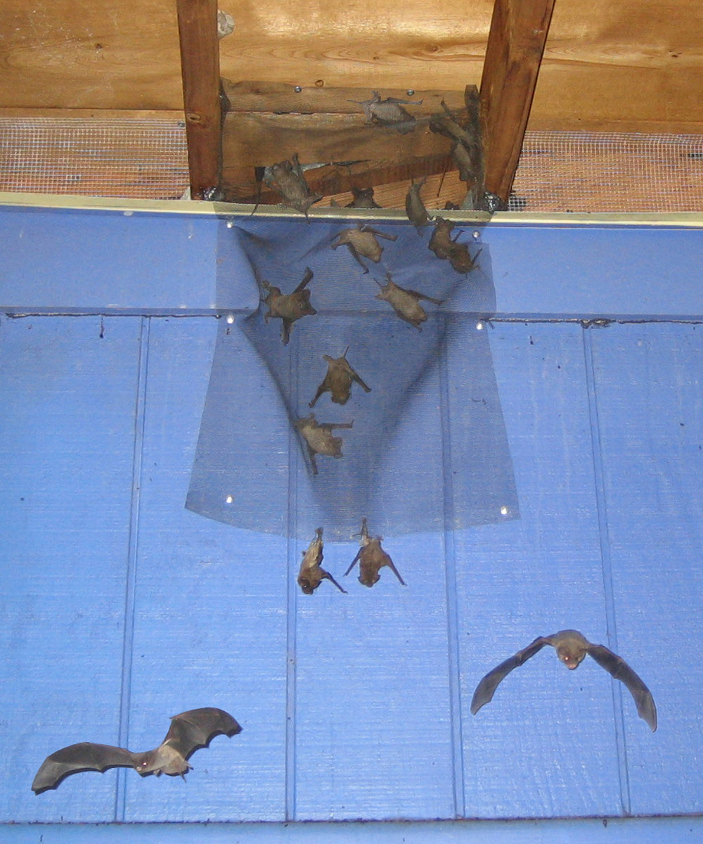 Effective Bat Removal and Control - Wildlife Solutions, Inc.