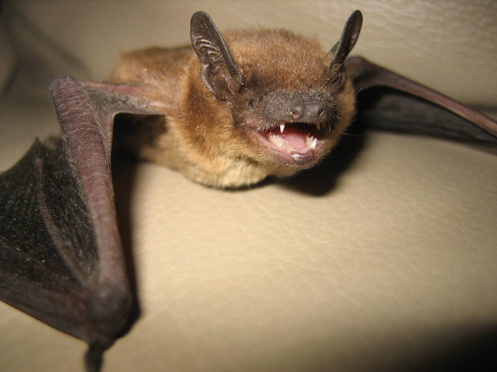 Bat Close Up