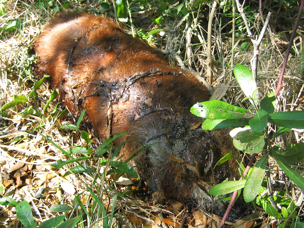 Dead Animal Photograph 021 - Here's a wild boar - marinated pork chops for  dinner tonight!