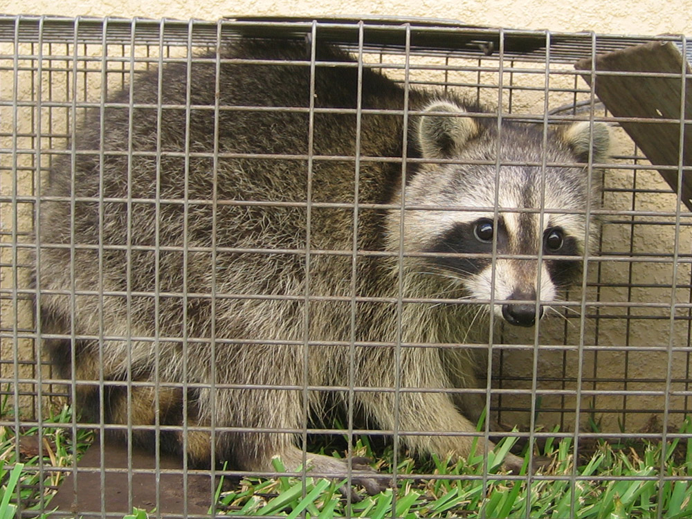Raccoon Photograph 005 - A raccoon in a Havahart trap