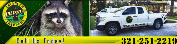 Free Orlando FL Wildlife Control Animal Removal Florida Free Orlando FL Wildlife Control Animal Removal Florida