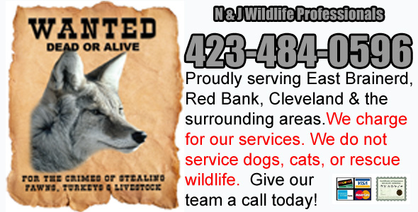 Red Bank Wildlife Control Company, Hamilton County TN - Wildlife Removal  Company