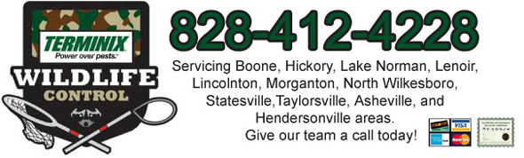 Asheville Wildlife Control Company Buncombe County Nc Wildlife Removal Company