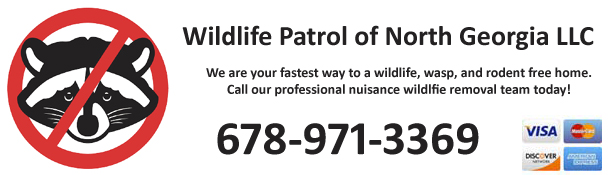 Gainesville Wildlife Control Company, Hall County GA - Wildlife Removal and  Trapping