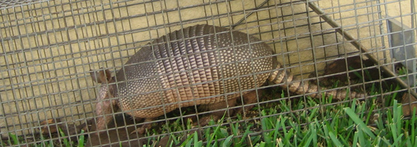 Tips on Trapping Armadillo