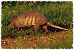 How To Get Rid of Armadillos