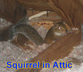 What Do Rats In The Attic Sound Like? - Native Pest Management