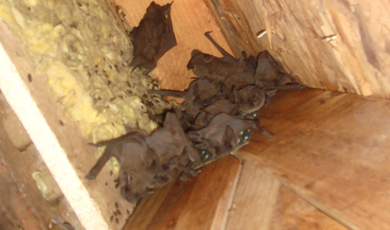 What Kind Of Noises And Sounds Do Bats Make When Inside Your Home