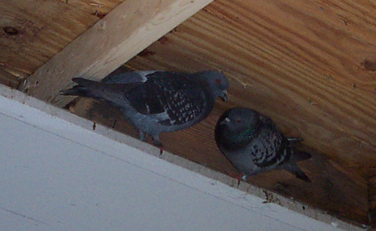 Removal Of Birds From Soffit