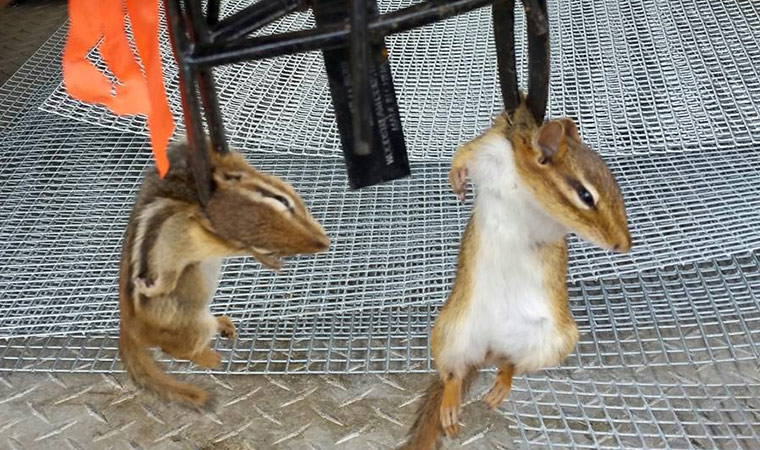 Chipmunk Trapping Tips