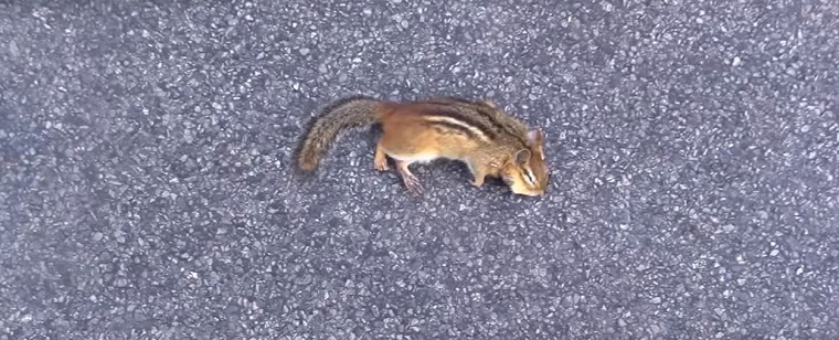 Chipmunk Trapping Tips