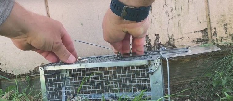 How to Trap a Chipmunk