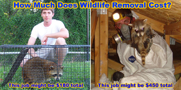 How much does wildlife control cost? Prices for professional animal  trapping and removal