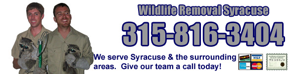 Free Syracuse NY Wildlife Control Animal Removal New York