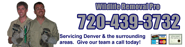 Aurora Wildlife Control Company, Arapahoe County CO - Wildlife Removal and  Trapping