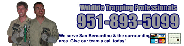 San Bernardino Wildlife Control Company, San Bernardino County CA - Wildlife  Removal