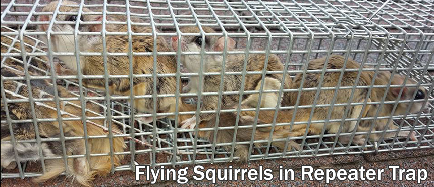 http://www.aaanimalcontrol.com/professional-trapper/images/flyingcage.jpg