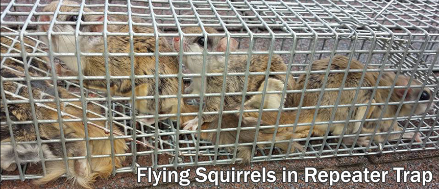 Flying Squirrels Removal - Squirrels in Attic