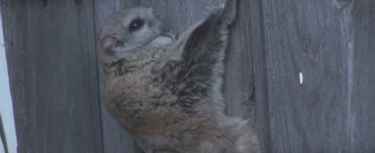 How to get flying squirrels out of your house