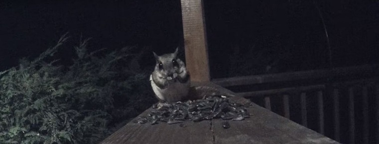 How to Kill Flying Squirrels in the Attic or House