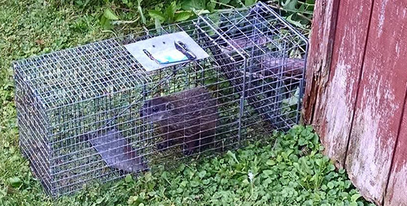 Top 10 Tips for How to Get Rid of Groundhogs / Woodchucks: