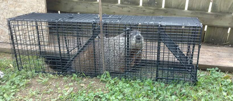 Removing a Groundhog Under My Shed, Deck, or House