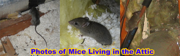 Get Rid of Mice in Your Attic and Keep them Out