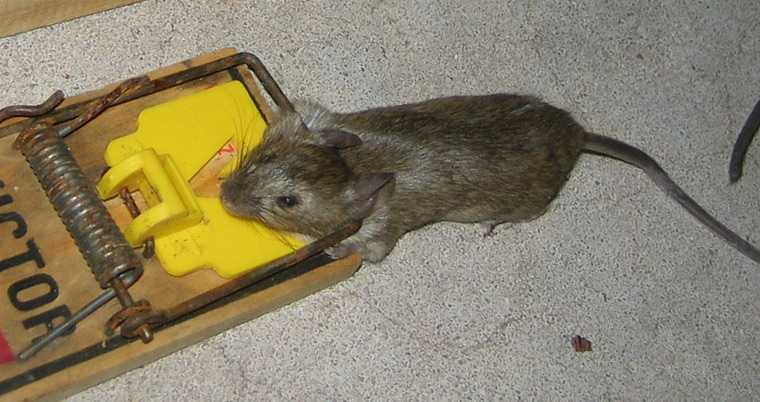 Mice In Your Garage? Here's What To Do Now - A-Z Animals