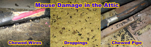 Pictures of Mouse Droppings
